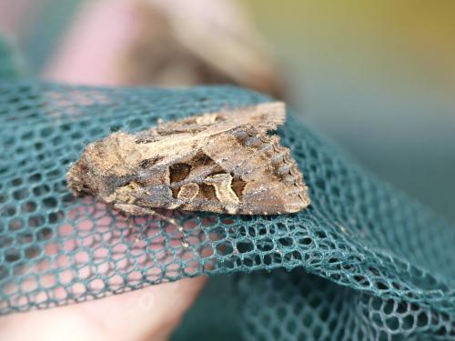 Réf. 294 052 : Trigonophora jodea